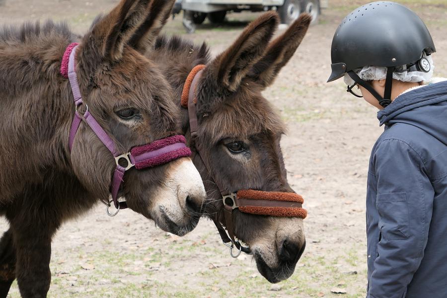 Ânes en balade dans la nature